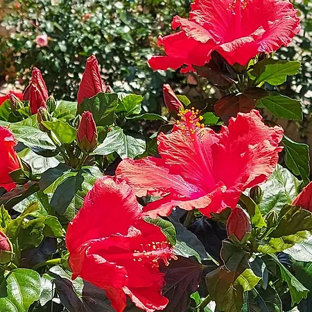 Villa Luxury Le Rose *