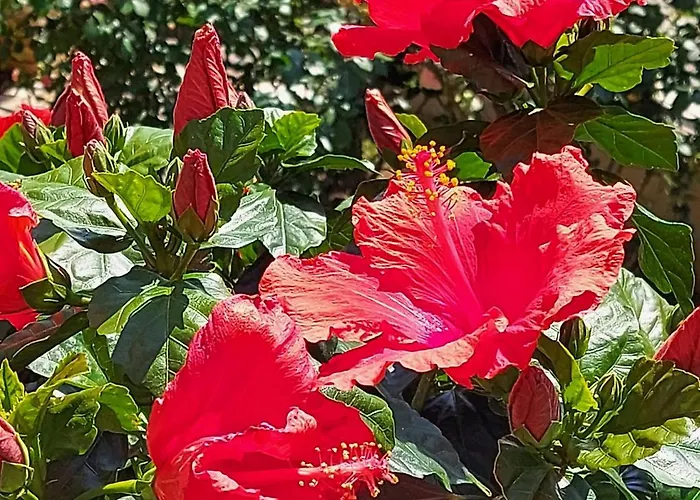 Вилла Luxury Le Rose *