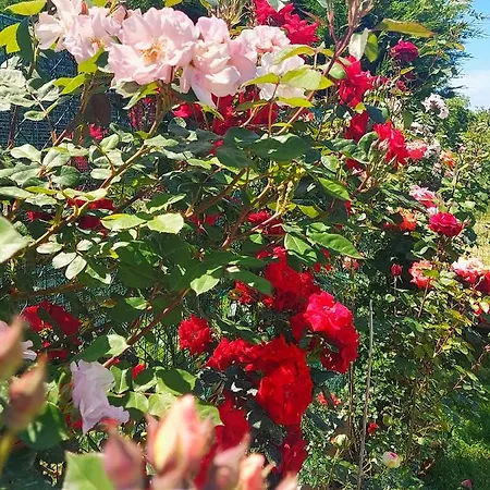 Luxury Le Rose