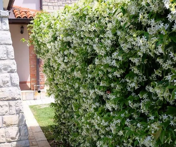 Luxury Le Rose Poreč